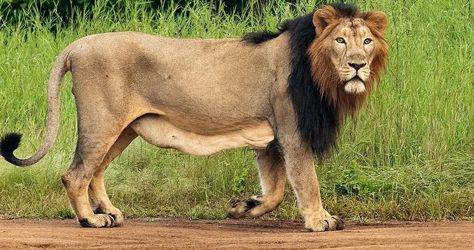 Lion Safari in Gir National Park