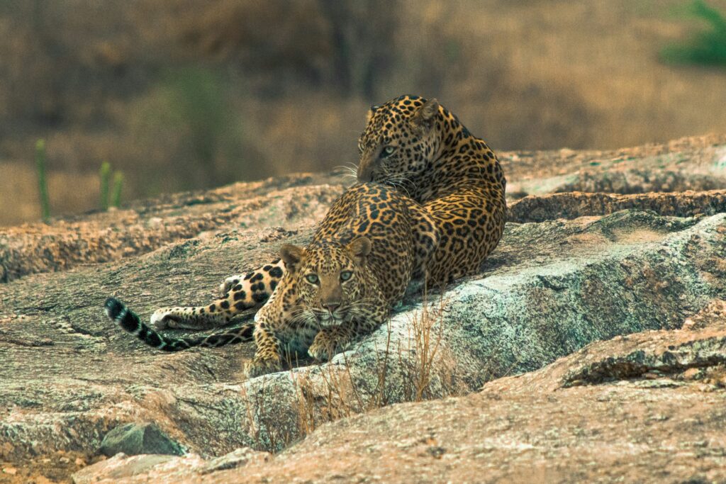 Leopard Safari Jawai