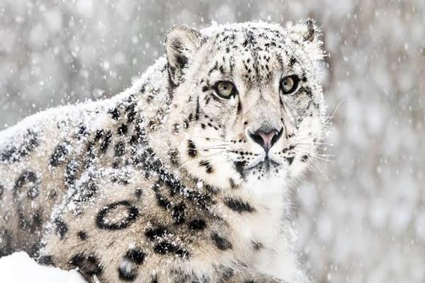 Snow Leopard Ladakh India